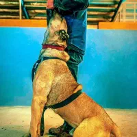 سگ های محافظ و نگهبان آموزش دیده