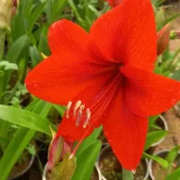 اماریلیس و پیازهای دیگه