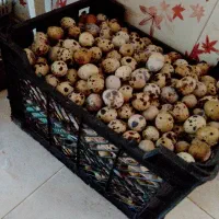 تخم خوراکی بلدرچین
