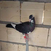 کفتر کبوتر|پرنده|بومهن, |دیوار