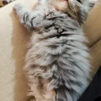 گربه بریتیش|گربه|رشت, گلسار|دیوار