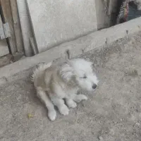 سگ پا کوتاه شپرز|سگ|گلبهار, شهر جدید گلبهار|دیوار