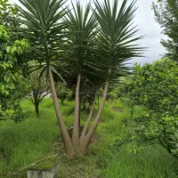 یوکا ۴ متری ۴ شاخه