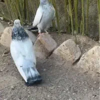 کفتر سینه ابی