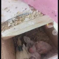 مرغ عشق جفتی۳۰۰|پرنده|رشت, پاره بیجار|دیوار