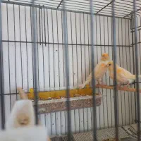 جفت موزایکی