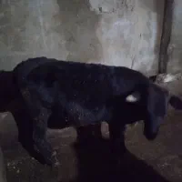 گوساله ماده