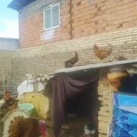 دوعدد مرغ لاری و دوتا خروسلاری و بقلمون