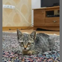 واگذاری بچه گربه دی اس اچ