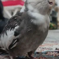یک جفت عروس هلندی و جوجه