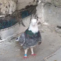 کفتر یا کبوتر شازده سرور سو قدیم|پرنده|شاهدشهر, |دیوار