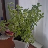 گل طبیعی خانگی|گل و گیاه طبیعی|ارومیه, |دیوار