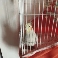 طوطی عروس هلندی|پرنده|اقبالیه, |دیوار