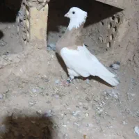 کاکلی