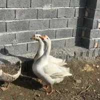 فروش یک جفت غاز لیندا