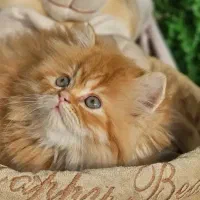 یک مثقال گلد