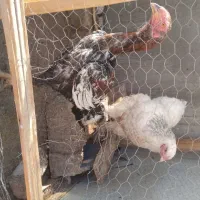 یه لاری یه برهما دوتاش 1