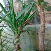 گلهای زیبا واسه مامانای خوشگلمون|گل و گیاه طبیعی|نیشابور, کشتارگاه|دیوار