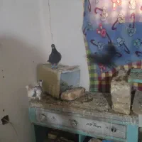 کفتر زاجر|پرنده|زارچ, |دیوار