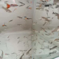 ماهی گوپی|ماهی|اهواز, کوی صادقیه|دیوار