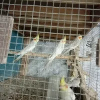 عروس هلندی فقط معاوضه با قناری