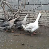 تخم قوغاز