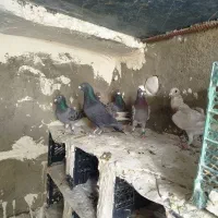 کبوتر نامور پلاکی|پرنده|کبودرآهنگ, |دیوار