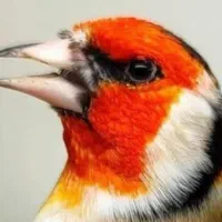 سهره بازان