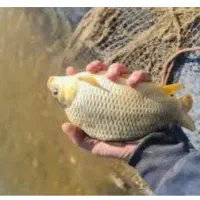 فروش 5000قطعه بچه ماهی کپورمتوسط150گرمی