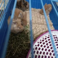 بچه خرگوش لپ ترکیش|موش و خرگوش|قزوین, |دیوار