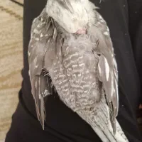 گمشده