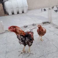 مرغ خروس لاری افغان|حیوانات مزرعه|تهران, نازیآباد|دیوار