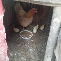 مرغ
