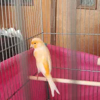 قناری سرخ و موزاییکی|پرنده|کرمانشاه, |دیوار