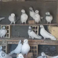 کبوتر|پرنده|لنجان, |دیوار