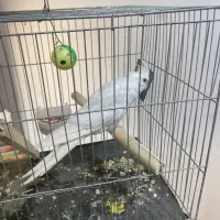 ماده البینو ۱۶ماهه نر وایت فیس|پرنده|هشتگرد, شهرک ایران خودرو|دیوار