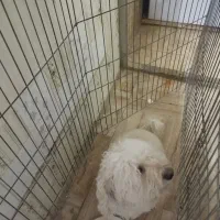 سگ پودل|سگ|تهران, ترمینال غرب|دیوار