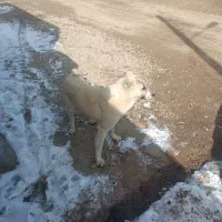 سگ نر البای