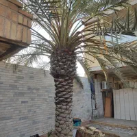 نخل برحی|گل و گیاه طبیعی|هندیجان, |دیوار