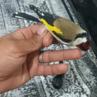 سهره باغی|پرنده|کوهدشت, |دیوار