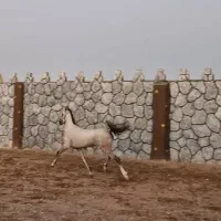 نریان عرب کرد