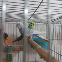 فروش مرغ عشق