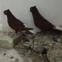 کبوتر دم سفید|پرنده|سبزوار, زینبیه|دیوار