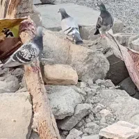 سگ پاکوتا فروشی و کفتر پلاکی اصل برای مسافت|سگ|کهنوج, |دیوار
