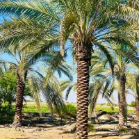 نخل هایی ک به زیبا ترین درختان جهان معروفند|خدمات باغبانی و درختکاری|رشت, فرودگاه سردار جنگل رشت|دیوار