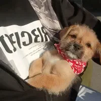 توله تریر عروسکی|سگ|محمدیه-قزوین, |دیوار