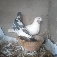 کبوتر