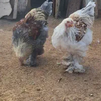 خروس برهما|حیوانات مزرعه|قیدار, |دیوار