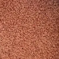 فروش بذر گندم پایا