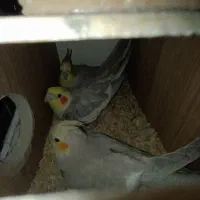 عروس هلندی|پرنده|بیرجند, |دیوار